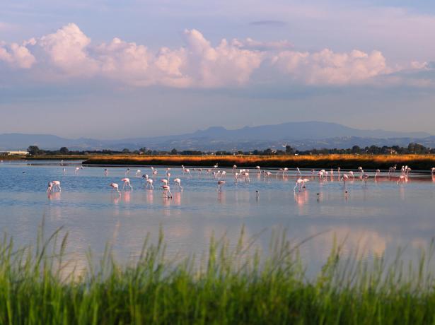 lungomarehotel fr offre-salines-de-cervia 015