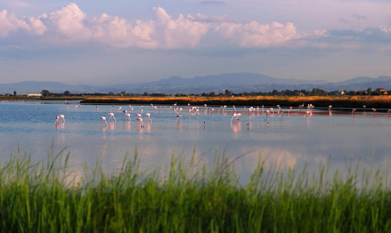 lungomarehotel de angebot-salinen-von-cervia 009